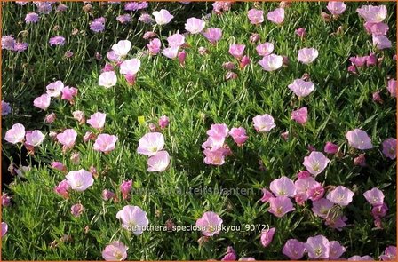 Oenothera speciosa &#039;Siskiyou&#039; | Teunisbloem