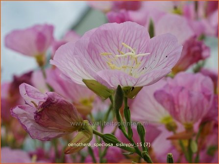 Oenothera speciosa &#039;Siskiyou&#039; | Teunisbloem