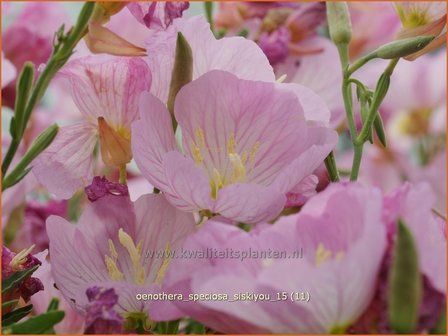 Oenothera speciosa &#039;Siskiyou&#039; | Teunisbloem