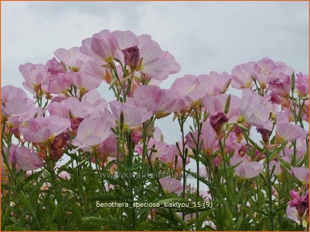 Oenothera speciosa &#039;Siskiyou&#039; | Teunisbloem