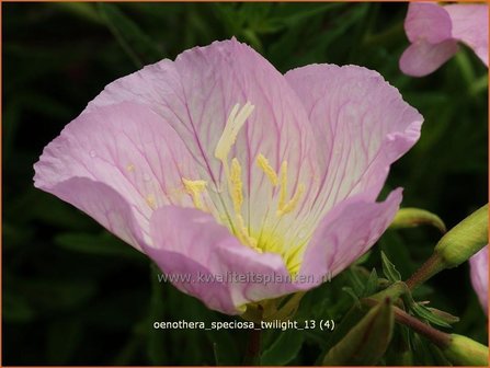 Oenothera speciosa &#039;Twilight&#039; | Teunisbloem