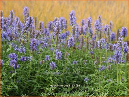 Nepeta nervosa | Kattekruid, Kattenkruid