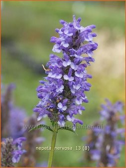 Nepeta nervosa | Kattekruid, Kattenkruid