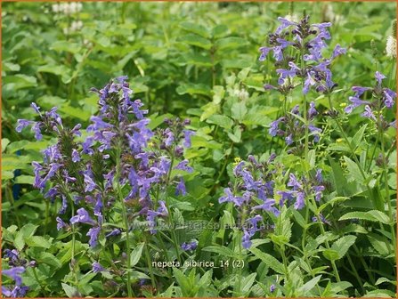 Nepeta sibirica | Kattekruid, Kattenkruid