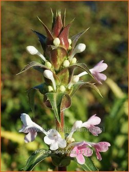 Morina longifolia | Kransbloem