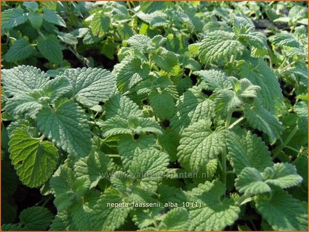 Nepeta faassenii &#039;Alba&#039; | Kattekruid, Kattenkruid