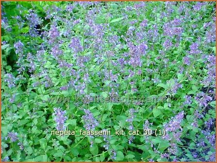 Nepeta faassenii &#039;Kit Cat&#039; | Kattekruid, Kattenkruid