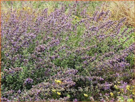 Nepeta faassenii &#039;Walker&#039;s Low&#039; | Kattekruid, Kattenkruid