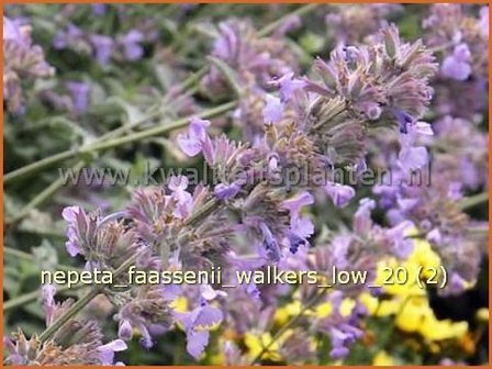 Nepeta faassenii &#039;Walker&#039;s Low&#039; | Kattekruid, Kattenkruid