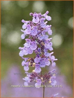 Nepeta faassenii &#039;Walker&#039;s Low&#039; | Kattekruid, Kattenkruid