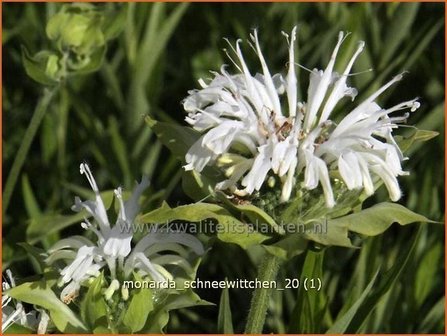 Monarda &#039;Schneewittchen&#039; | Bergamotplant