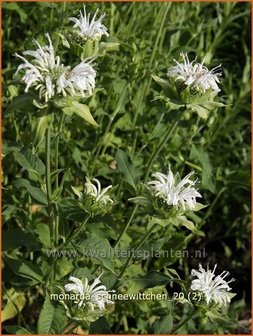 Monarda &#039;Schneewittchen&#039; | Bergamotplant