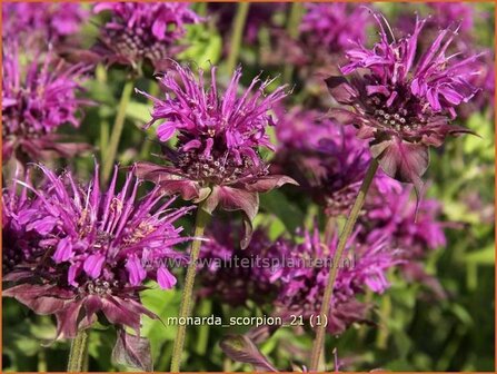 Monarda &#039;Scorpion&#039; | Bergamotplant