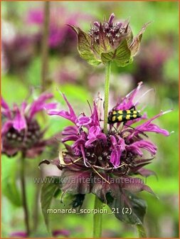 Monarda &#039;Scorpion&#039; | Bergamotplant