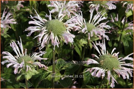 Monarda &#039;Fishes&#039; | Bergamotplant