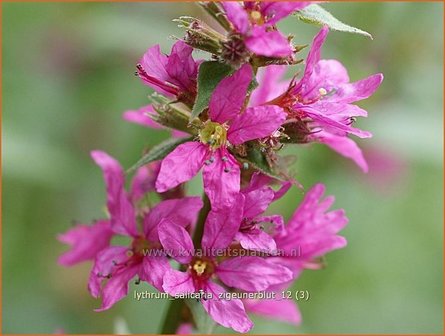 Lythrum salicaria &#039;Zigeunerblut&#039; | Kattestaart