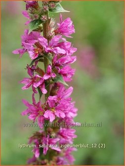 Lythrum salicaria &#039;Zigeunerblut&#039; | Kattestaart