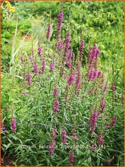 Lythrum salicaria &#039;Zigeunerblut&#039; | Kattestaart