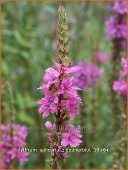 Lythrum salicaria &#039;Zigeunerblut&#039; | Kattestaart