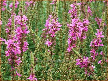 Lythrum salicaria &#039;Zigeunerblut&#039; | Kattestaart