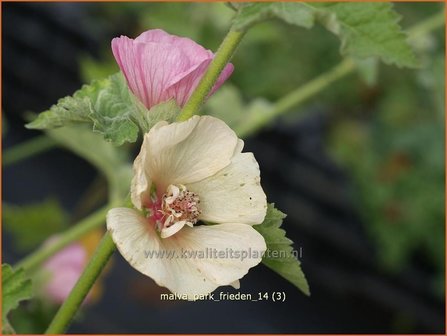 Malva &#039;Park Frieden&#039; | Vaste stokroos, Stokroos | Ausdauernde Stockrose