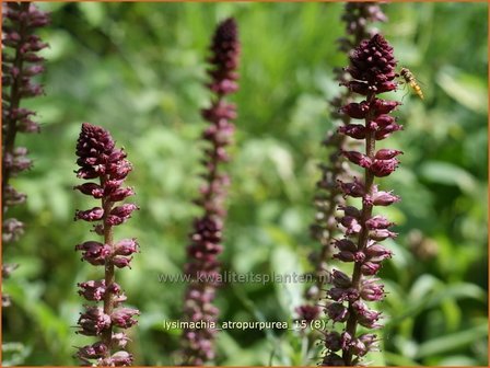 Lysimachia atropurpurea | Wederik