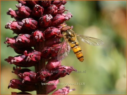 Lysimachia atropurpurea | Wederik