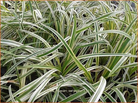 Liriope muscari &#039;Variegata&#039; | Leliegras