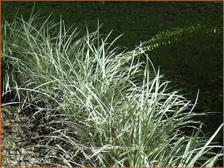 Liriope muscari &#039;Variegata&#039; | Leliegras