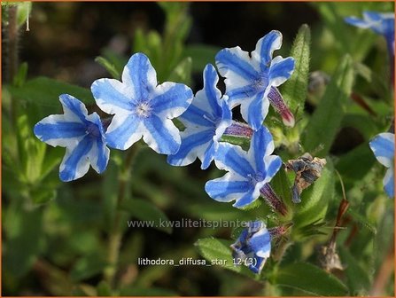 Lithodora diffusa &#039;Star&#039; | Parelzaad, Steenzaad