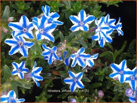 Lithodora diffusa &#039;Star&#039; | Parelzaad, Steenzaad