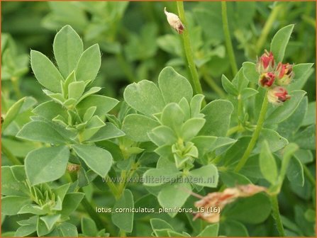 Lotus corniculatus &#039;Pleniflorus&#039; | Rolklaver