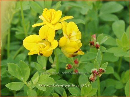 Lotus corniculatus &#039;Pleniflorus&#039; | Rolklaver