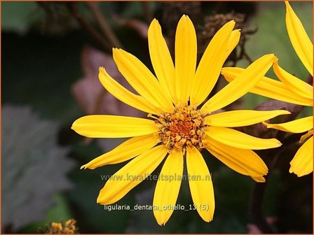 Ligularia dentata &#039;Othello&#039; | Kruiskruid