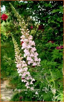 Linaria purpurea &#039;Canon J. Went&#039; | Vlasleeuwenbek