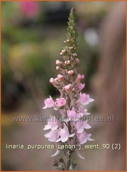 Linaria purpurea &#039;Canon J. Went&#039; | Vlasleeuwenbek