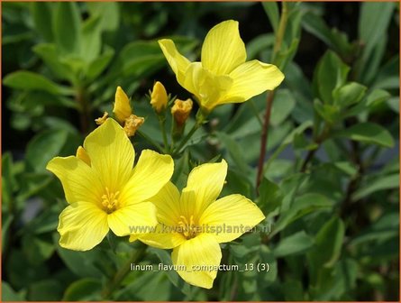 Linum flavum &#039;Compactum&#039; | Geel vlas