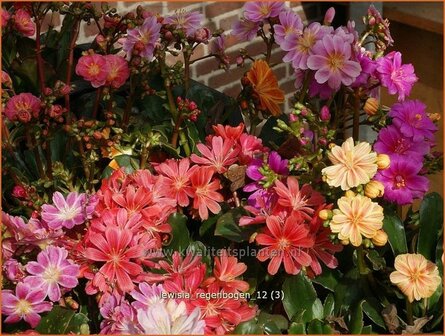 Lewisia &#039;Regenbogen&#039; | Bitterkruid