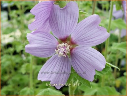 Lavatera &amp;#39;Lilac Lady&amp;#39; | Struikmalva | Buschmalve