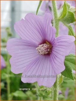 Lavatera &amp;#39;Lilac Lady&amp;#39; | Struikmalva | Buschmalve