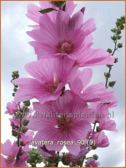 Lavatera &#039;Rosea&#039; | Malva, Struikmalva