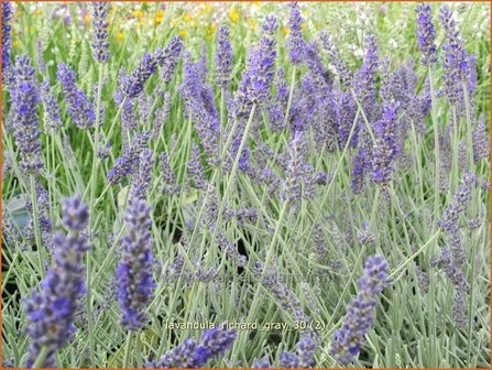 Lavandula &#039;Richard Gray&#039; | Lavendel