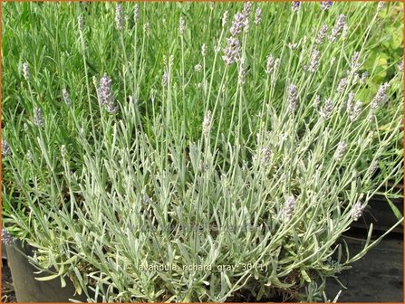 Lavandula &#039;Richard Gray&#039; | Lavendel