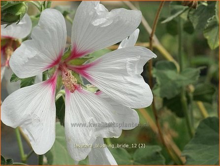 Lavatera &#039;Blushing Bride&#039; | Malva, Struikmalva