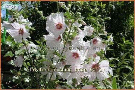 Lavatera &#039;Blushing Bride&#039; | Malva, Struikmalva