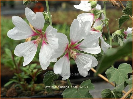 Lavatera &#039;Blushing Bride&#039; | Malva, Struikmalva