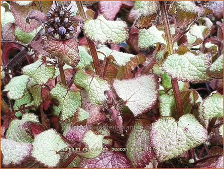 Lamium maculatum &#039;Beacon Silver&#039; | Dovenetel