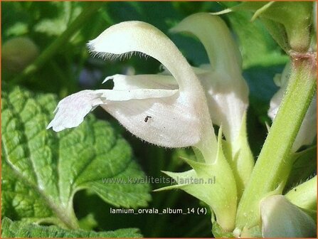 Lamium orvala &#039;Album&#039; | Dovenetel