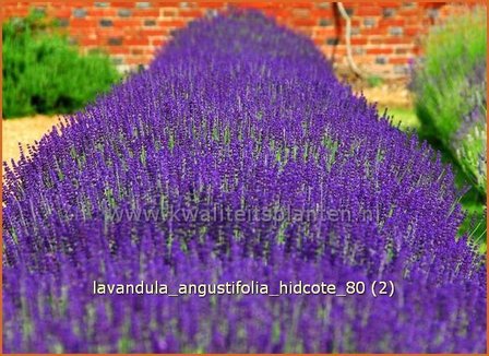 Lavandula angustifolia &amp;#39;Hidcote&amp;#39; | Echte lavendel, Gewone lavendel, Lavendel | Echter Lavendel