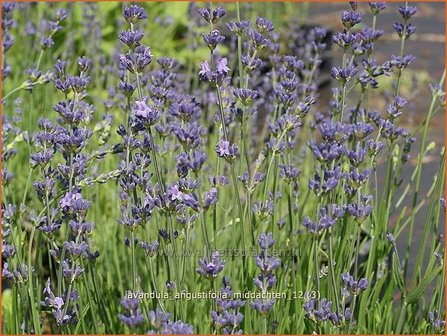 Lavandula angustifolia &#039;Middachten&#039; | Lavendel